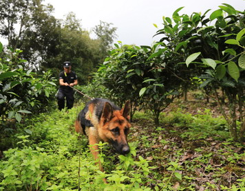 嗨，警犬！